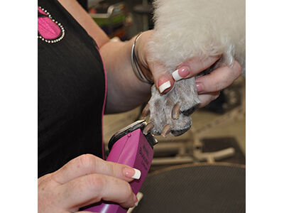 Back to Poodle Basics